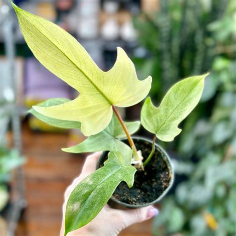Philodendron Florida Ghost Mint – Rare Indoor Plant | Ed’s Plant Shop ...