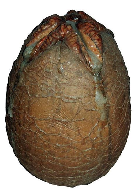 Image result for Alien Facehugger Types