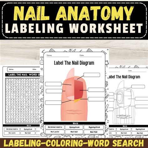 Label The Nail Diagram : Nail Anatomy Labeling Worksheets and ...