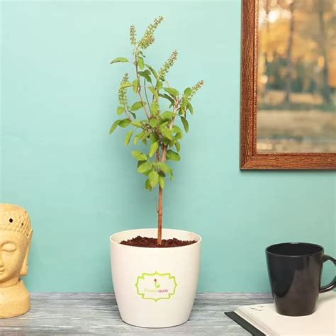 FlowerAura Decorative Tulsi Live Indoor Plant For Home, Office, Pooja ...