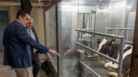 Cornell researchers use respiration chambers to measure methane output