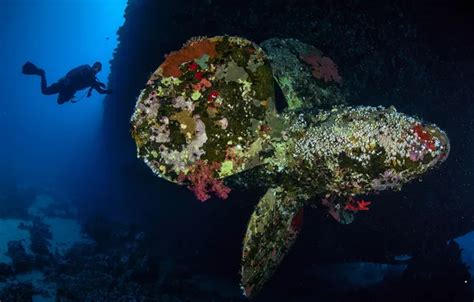 Wallpapers animals on mobile and desktop