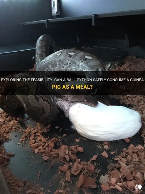 Python Eating a Pig 的图像结果