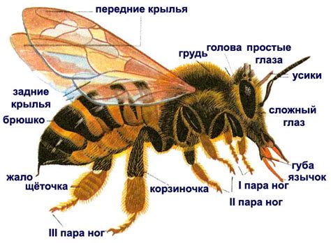 Медоносные пчёлы — 97 интересных фактов о насекомых