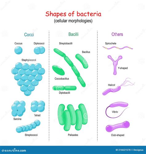 Bacteria Shape. Cell Morphology Stock Vector - Illustration of ...