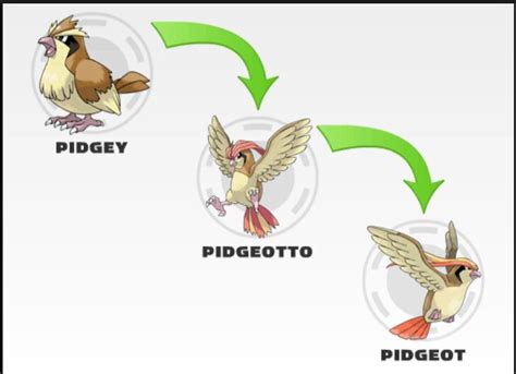 Image result for Pidgey Evolution Level