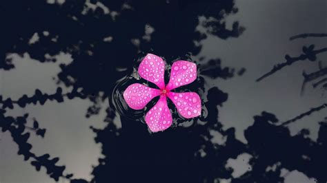 Wallpaper catharanthus, petals, flower, drops, water, reflection hd ...