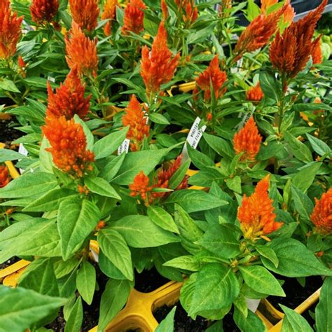 Annuals - Buchanan's Native Plants