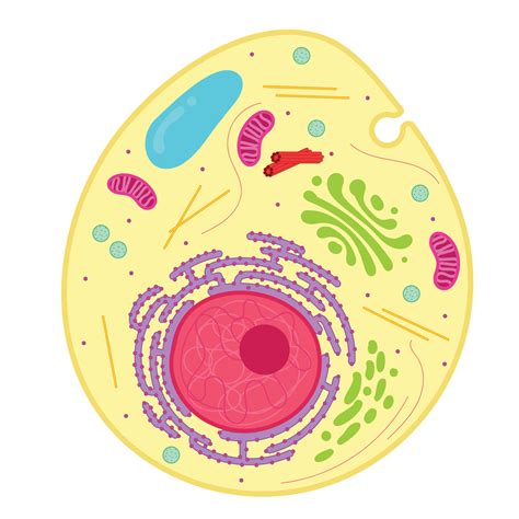 Animal Cell No Labels