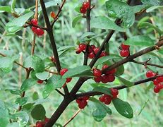 Image result for soapberries