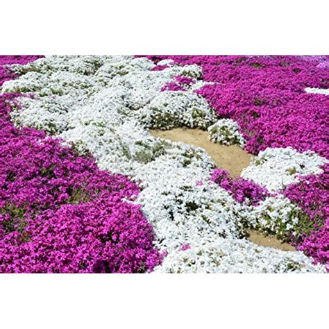 2000+ White Creeping Thyme Seeds for Planting Thymus Serpyllum ...