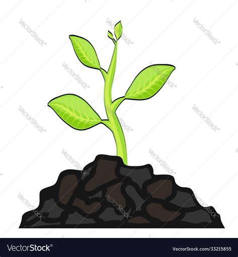 Seed Growing Cartoon 的图像结果