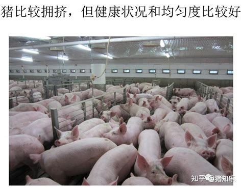 养猪要想更好发展必须做到这3样 - 养猪新闻图库——中国养猪网 - 中国养猪网-中国养猪行业门户网站