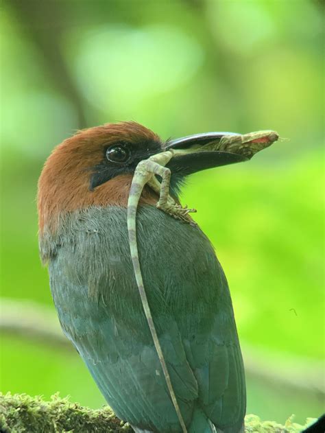 The circle of life: A motmot bird eating a lizard that was eating a bug ...
