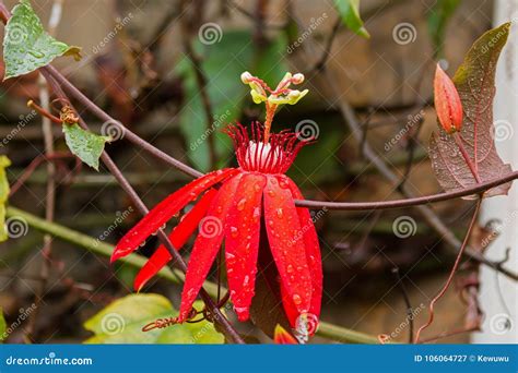 Red Flower of Wet Scarlet Passion Red Passion Flower, Vine Gro Stock ...