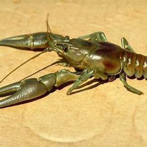 Mollucks & Crustaceans, 500 Railroad Ave, Parsons, WV 26287-1354 ...