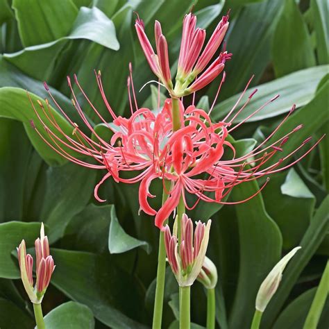 Red Spider Lily