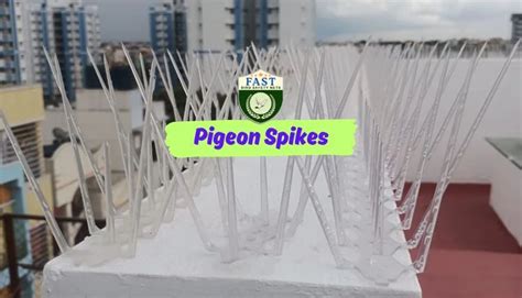 Pigeon Spikes 的图像结果