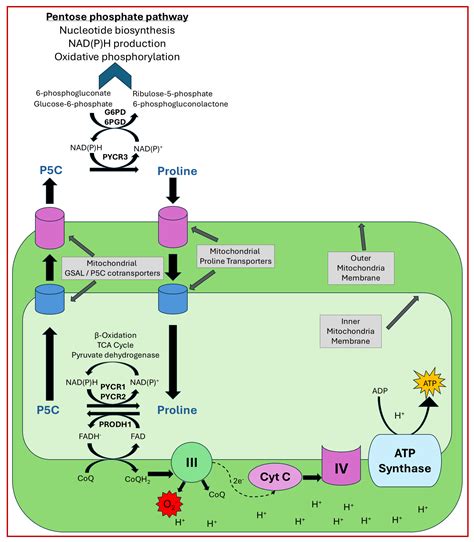 Proline Metabolism in Cancer: Emerging Roles in Redox Homeostasis and ...