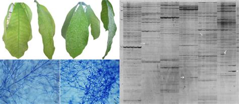 Identification of Powdery Mildew Responsive Genes in Hevea brasiliensis ...