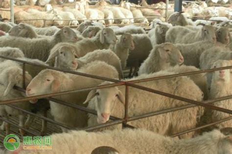 养羊的利润与成本是多少？ - 惠农网