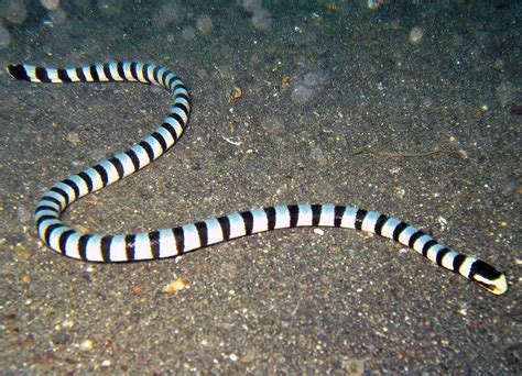 Sea Krait: The Venomous Beauties of the Coral Reefs - Ocean Info