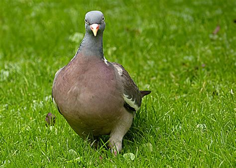Free Images : grass, lawn, wildlife, green, beak, garden, fowl, fauna ...