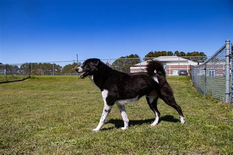 Meet the Outer Banks SPCA Pet of the Week, Oscar | Island Free Press