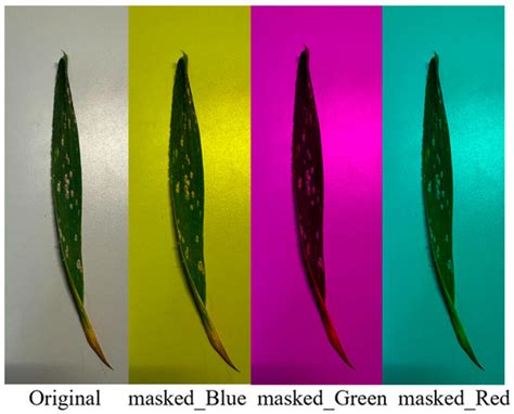 Wheat Powdery Mildew Severity Classification Based on an Improved ...