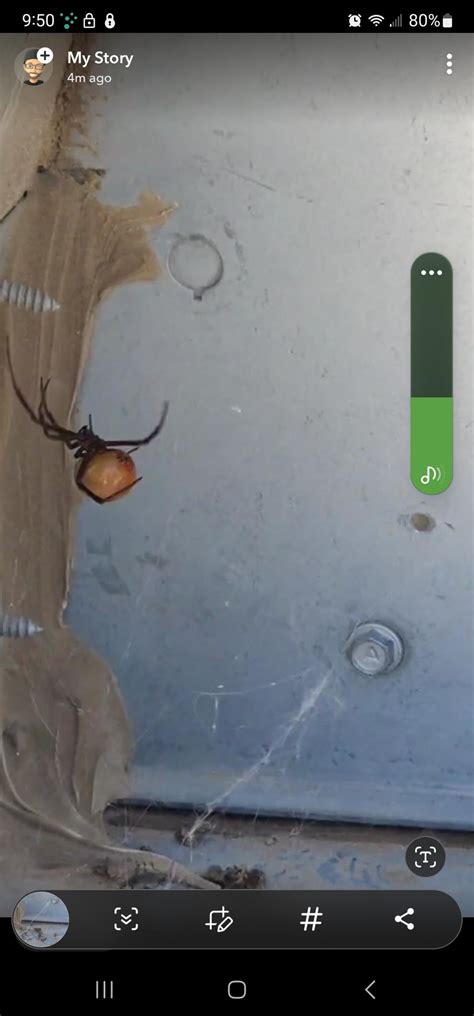 Brown widow? Redback? : r/spiders