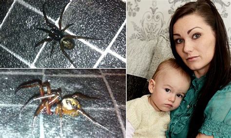 Black Widow Babies Bite