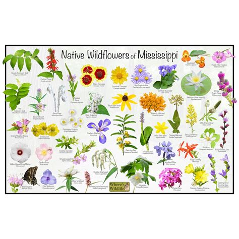 Native Wildflowers of Mississippi Flower Identification Poster ...