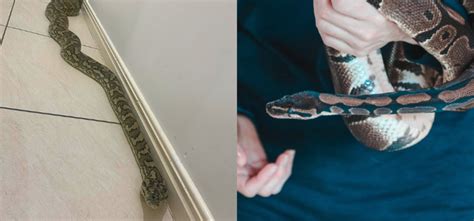 Image result for 8 Foot Python