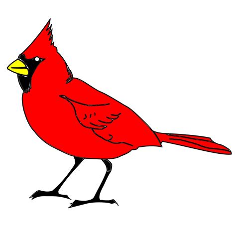 Cardinal Bird Drawing | Free download on ClipArtMag