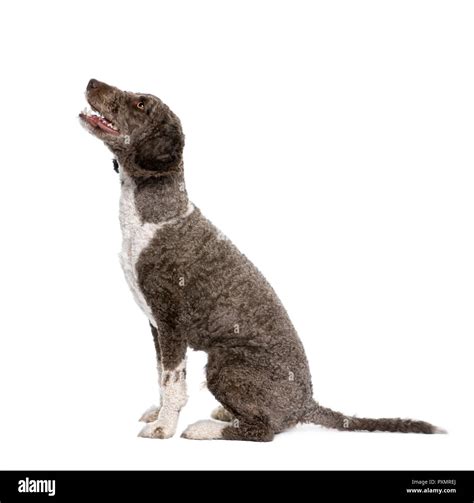 Brown water spaniel Cut Out Stock Images & Pictures - Alamy