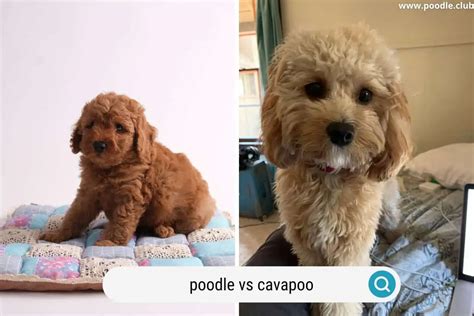 Image result for Poodle Cavapoo