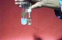 TNAU Agritech Portal :: Bio Technology