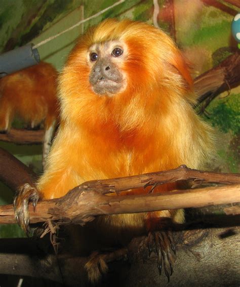 Golden Lion Tamarin