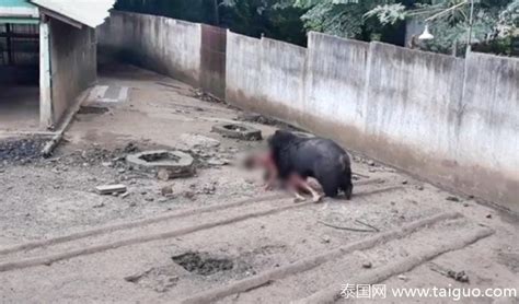 泰国男子逗黑熊玩被拖下咬伤！缝1000多针-新闻100