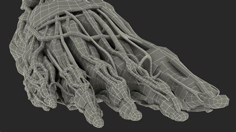 Young Man Anatomy Right Leg 3D Model $139 - .3ds .blend .c4d .fbx .max .ma .lxo .obj - Free3D