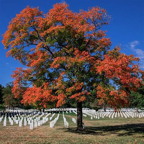 Arlington National Cemetery Guided Walking Tour, National Cemetery ...