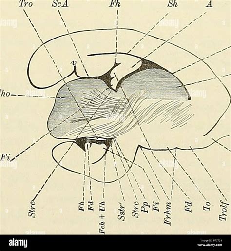 Image result for Lamina Terminalis Embryonic Development