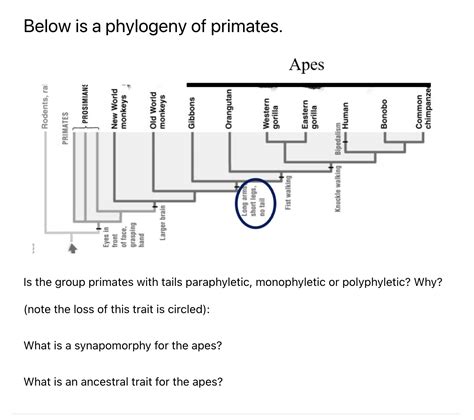 Solved Below is a phylogeny of primates. Is the group | Chegg.com