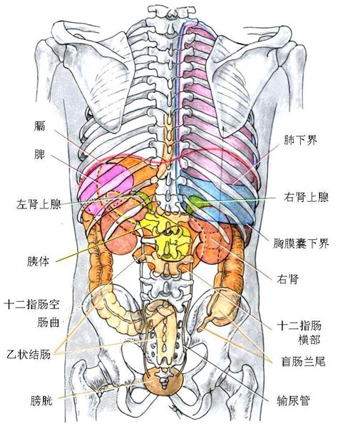[转]最全人体内脏结构图（医学图谱）--[医学普及] – 【人人分享-人人网】