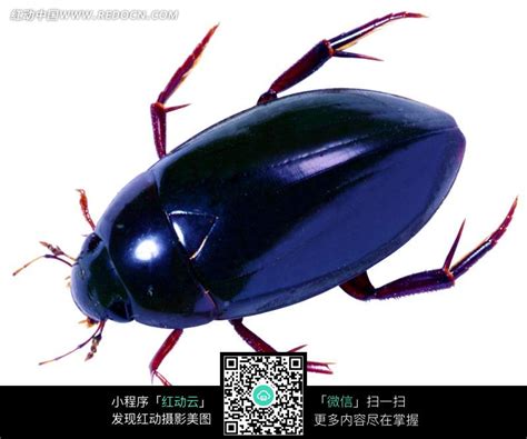 黑色壳昆虫图片免费下载_红动网