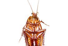 梦见蟑螂是什么意思 梦见蟑螂是什么征兆 - 万年历