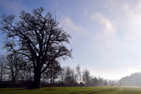 Nature Field 的图像结果