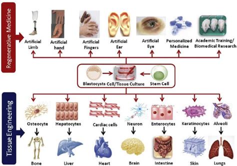 Tissue Engineering Journal 的图像结果