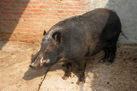 网红猪售价近万元 饲养5年竟重达600公斤|郭丹|饲养时间_凤凰健康
