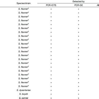 Image result for API Coryne